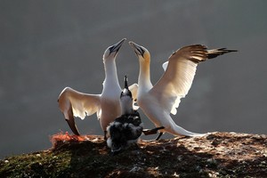 Begrüssung am Nistplatz