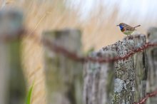 Blaukehlchen