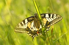 Tief unten ins Gras setzte sich der Schwalbi