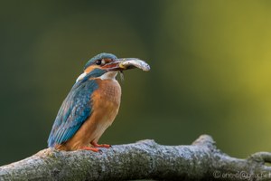 Frischfisch mit Eisvogel