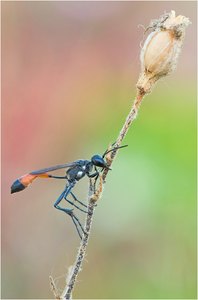 ammophila sabulosa