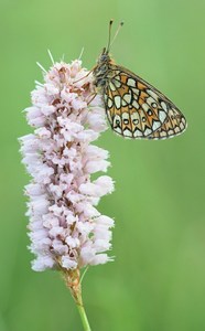 Boloria eunomia, Randring Perlmutterfalter