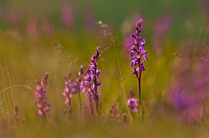 Orchideenwiese