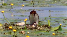 Paarung der Haubentaucher