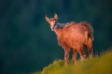 Im letzten Abendlicht