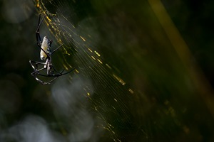 ~ Golden-web spider ~