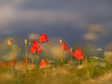 Mohn schwebt auf Wolke 7