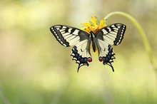 Schwalbenschwanz (Papilio machaon) im Gegenlicht