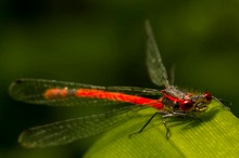 Adonislibelle