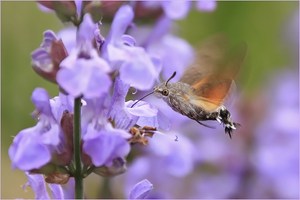 Taubenschwänzchen am Gartensalbei