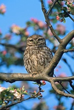 Steinkauz im Apfelbaum