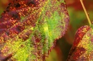 Brombeerblätter im Herbst