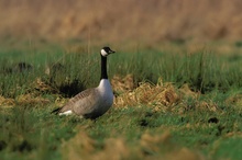Kanadagans (Branta canadensis)