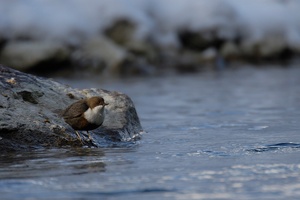 Eine ganz normale Wasseramsel