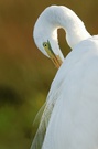 Silberreiher (Egretta alba)