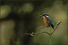 Eisvogel