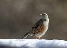 Alpenbraunelle