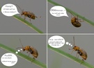 Käfer-Comic