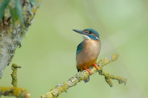 Ja auch ich habe diesen bunten Vogel fotografiert!