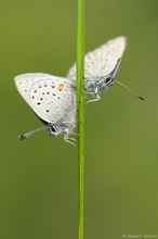 Hochmoorbläuling