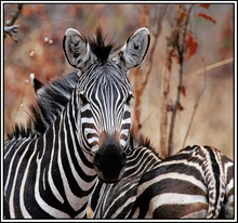 Zebras