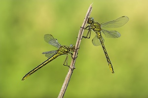 Westliche Keiljungfer (Gomphus pulchellus)