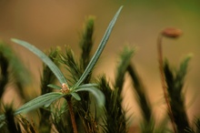 Farbenfrohes Miteinander am Waldboden