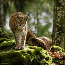 Luchs mit Jungen