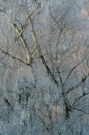 Birken mit Raureif