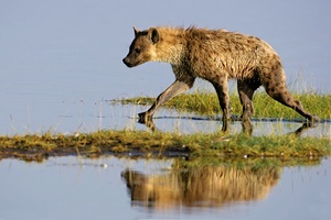 Tüpfelhyäne im Nakuru-See