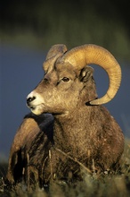 Portrait eines Dickhornschafwidder/ Bighorn Sheep ram
