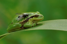 Laubfrosch - ... mach die Fliege! (1)