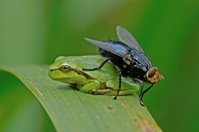 Laubfrosch - ... mach die Fliege! (2)