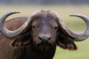Kaffernbüffel (Syncerus caffer)