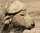 Kaffernbüffel mit Schlammmaske