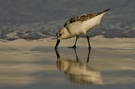 Sanderling (Calidris alba)