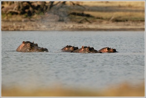 Hippopotamus (Hippopotamus amphibius)