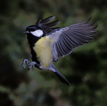 Anflug