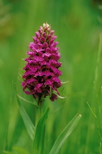 Breitblättriges Knabenkraut (Dactylorhiza majalis)