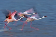 Startende Zwergflamingos