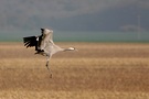 Kranich im Anflug