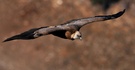 Gänsegeier im Flug II