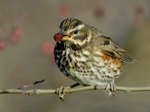 Rotdrossel((Turdus iliacus)