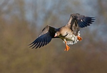 Blessgans im Landeanflug