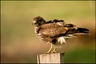 Bussard bei starkem Wind