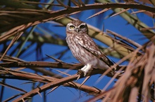 Wüstensteinkauz (Athene noctua saharae)