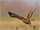 Mäusebussard (wildlife, ND)