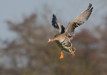 Blessgans (weil's gestern so schön war)