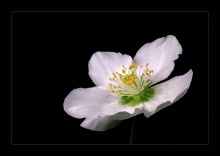 Helleborus