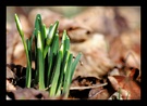 Die ersten Frühlingsboten